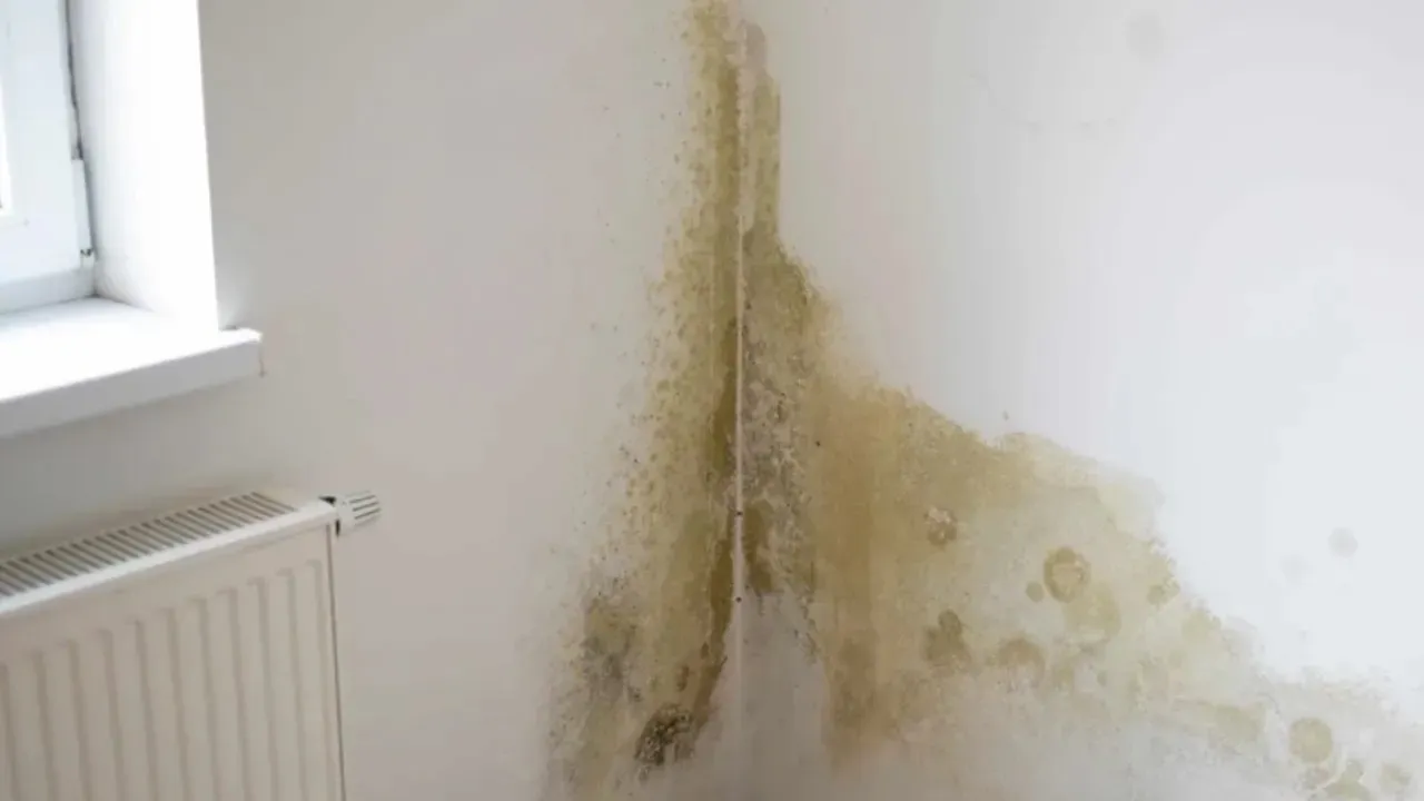 Rutubet Nasil Cozulur Pars