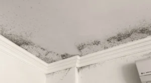 Rutubet Nasıl Çözülür?