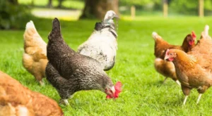 Kuş Gribi Nedir, Öldürür mü?