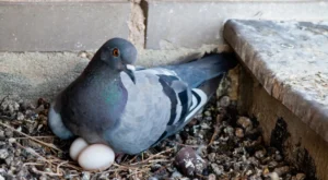 Kumru Yumurtası Kaç Günde Çıkar?