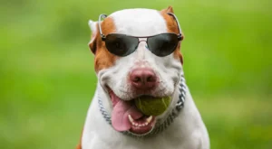 En İyi Pitbull İsimleri