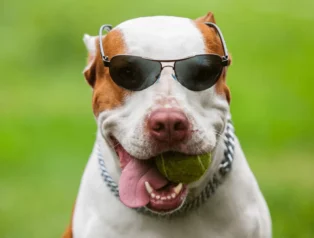 En İyi Pitbull İsimleri