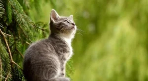 Kedi Olan Eve Cin Girer mi?