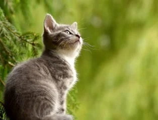 Kedi Olan Eve Cin Girer mi?