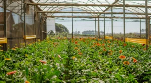 Soğuğa Dayanıklı Sebze ve Meyveler